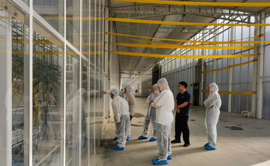 赤峰市农畜产品质量安全中心调研全市番茄全产业链标准化生产技术