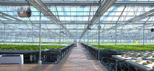 科技赋能 植物工厂 让蔬菜达到最佳生长状态