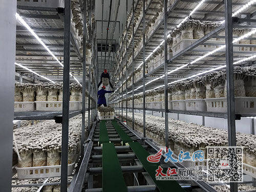 这里菌菇生产尽显 科技范