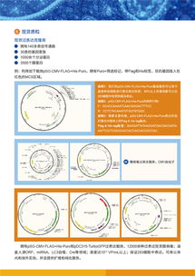 病毒包装相关试剂盒及一站式服务——为科研保驾护航