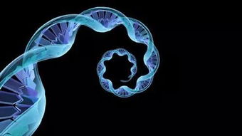 环形RNA表达调控与功能作用的新机制及其在生物科技中的应用前景